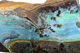 Electric Blue Boulder Opal Specimen - Queensland, Australia #280244-1